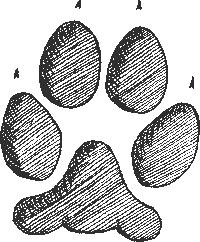 An old drawing of a paw print, pointing to the right